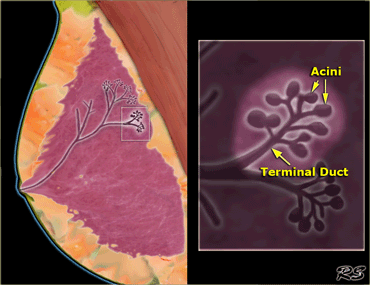 Terminal Ductal Lobular Unit