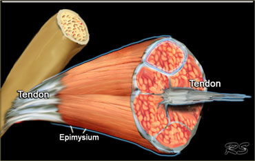 The musculo-tendinous junction extends deeply into the muscle