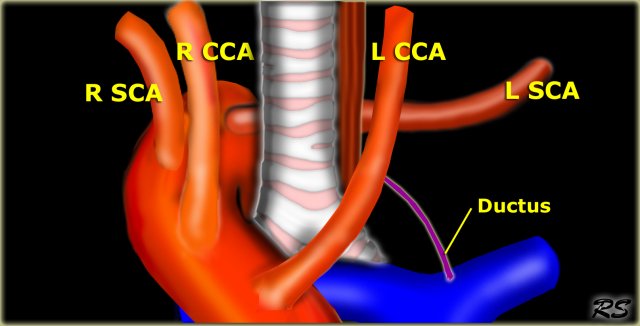 View from anterior